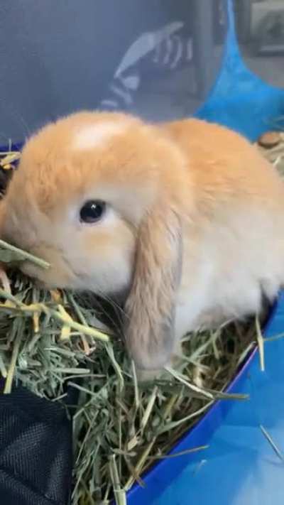 Nom nom nom
