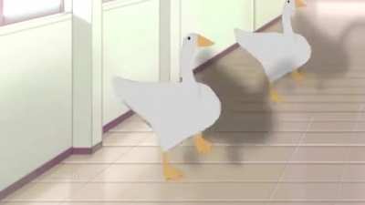 quack*
