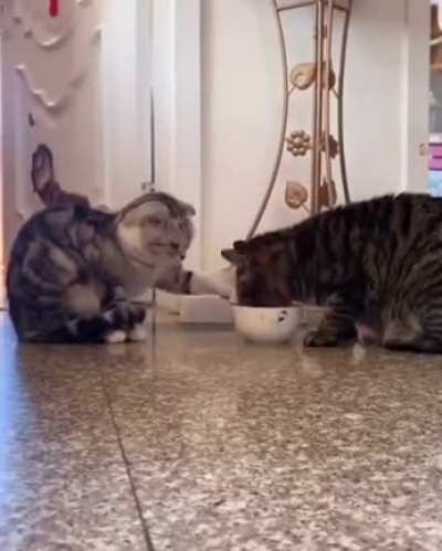 Очень вежливые котики