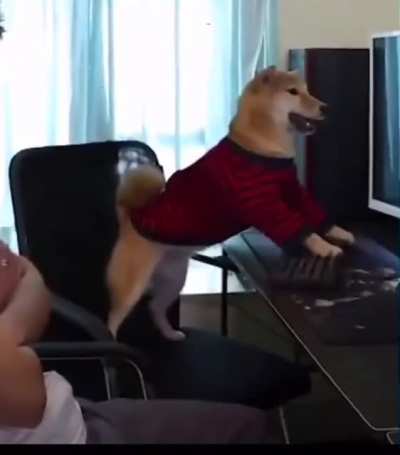 Can&rsquo;t mess around with doges games