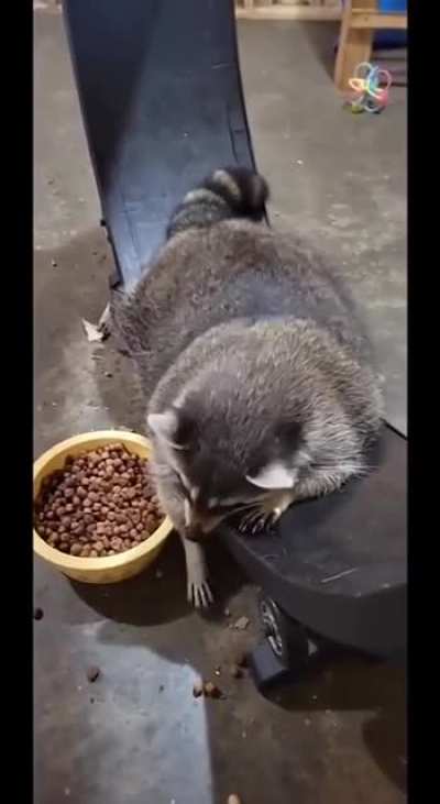 &ldquo;Exercising&rdquo; Trashpanda