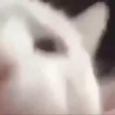 OG catJAM video