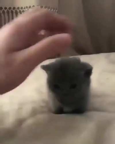 lil one