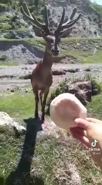 This is the first time I see a deer eat bread
