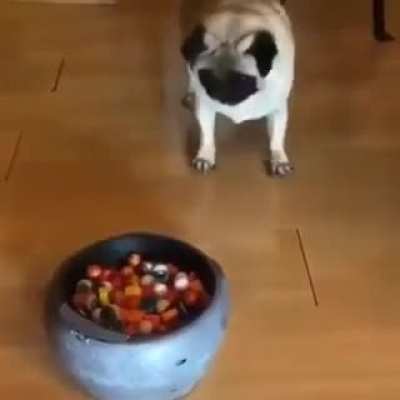Trolling doggo! 😂😂