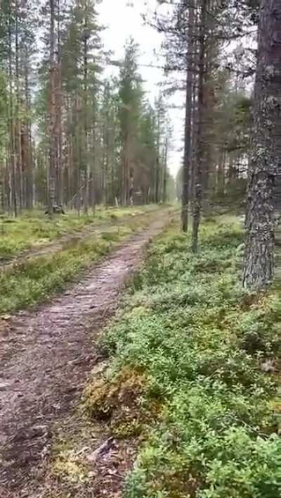 rabbit runs ahead, leaves its scent then double backs