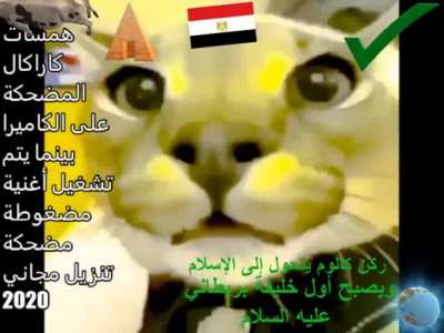 همسات كاراكال مضحك في الكاميرا