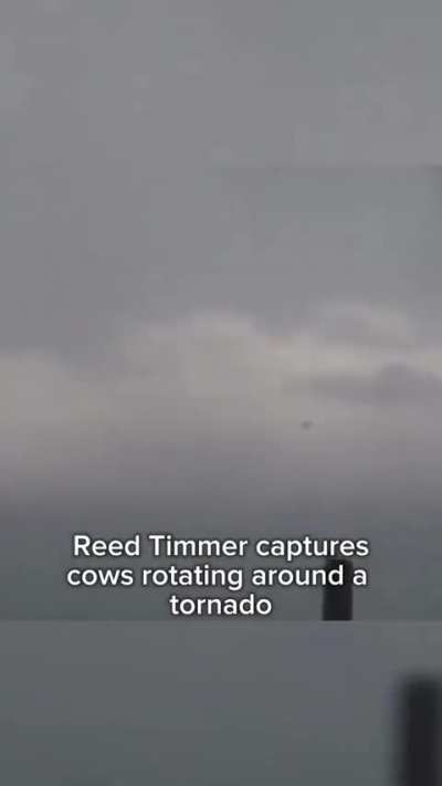 Poor cows 