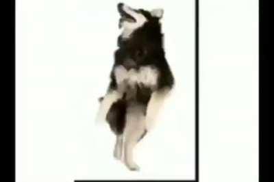 what da dog doing?? 🧐🧐