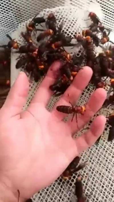 A person playing around grabbing Murder Hornets like they're nothing.