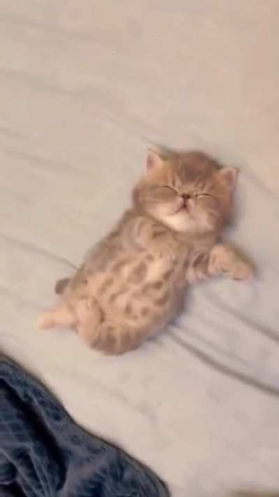 ✨ cute cat ✨