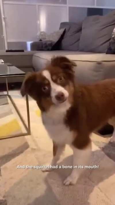 This woman used all her dog&rsquo;s favourite words to tell her a story...