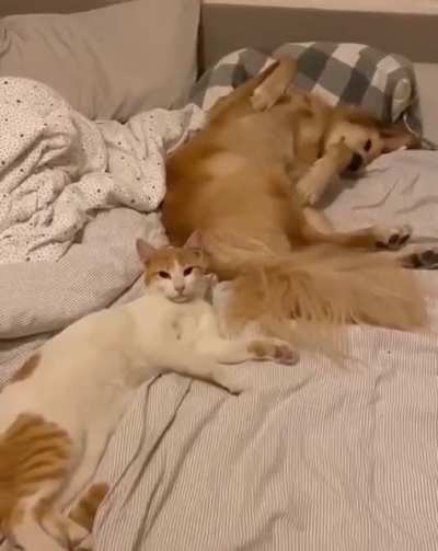 Time to wake up? Leave me alone 🙃