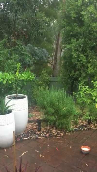 Perfect timing for Rain in South Australia. Just as Bushfires are starting again.