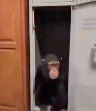 It&rsquo;s a ape