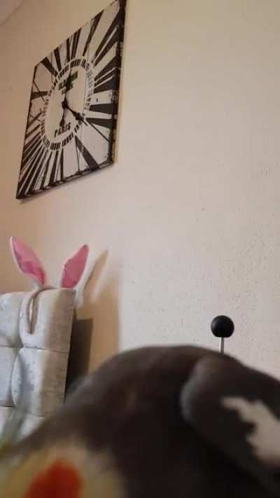 He do peekaboo