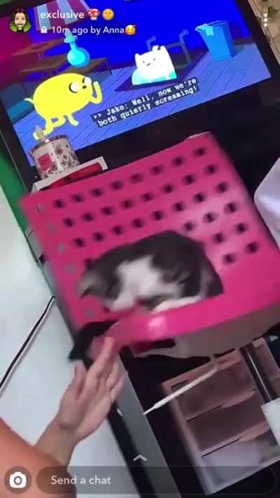 My friend being a dumbass with her new kitten