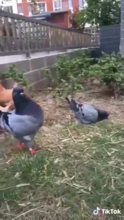 Chicken pigeon