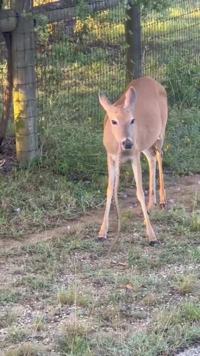 Deer eating Snake