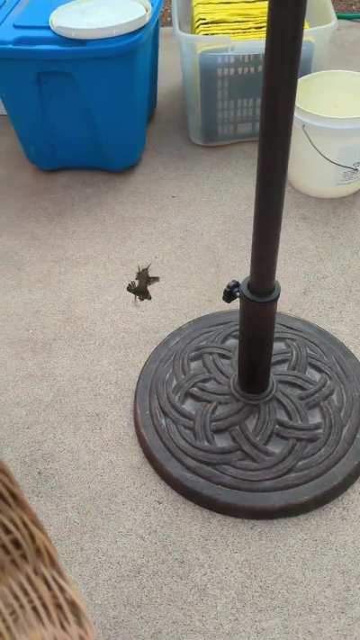 These two Hummingbirds fighting. I had no idea they fought.