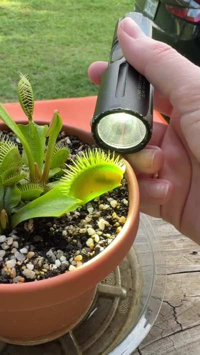 Delightfully creepy little plant