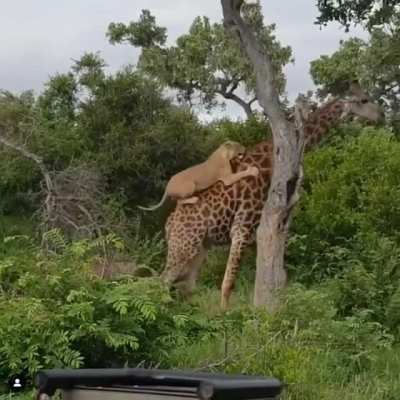 This giraffe is my new spirit animal