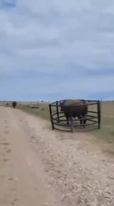 My cows in the next field need me