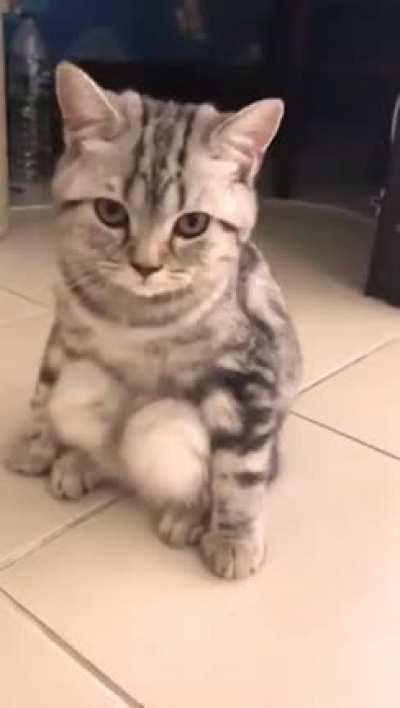 "My cat keeps sitting like this and it makes me so uncomfortable."