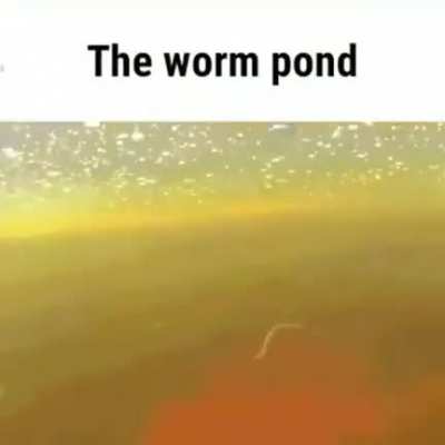 the worm pond 😦