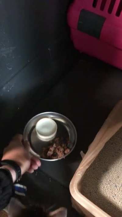 Yelling for food while eating food
