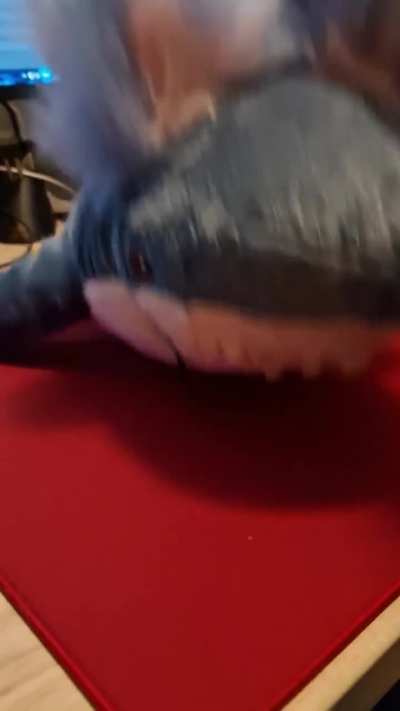 The shark is looking for food (it's coming for you 😳)