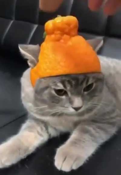 Meow irl