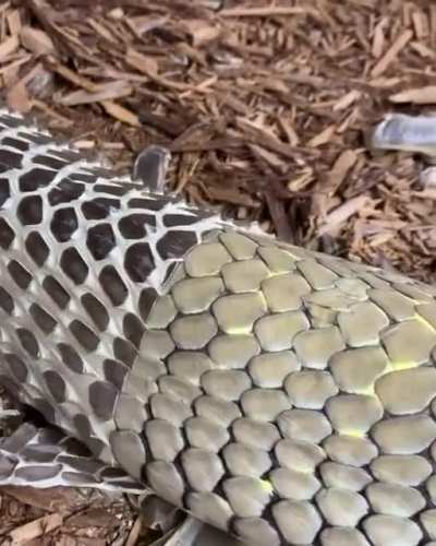 🔥 King Cobra shedding its skin