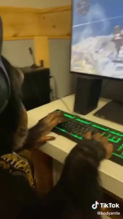 macacor gamer