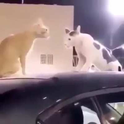 t&iacute;tulo foi separa a briga