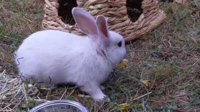 Pip noms a dandelion