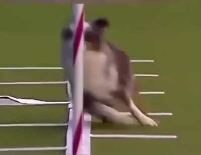 Husky i don't want stress