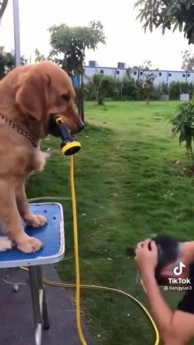 Good dog&hellip;