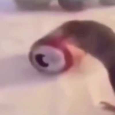 🐔🐔🐔🐔🐔