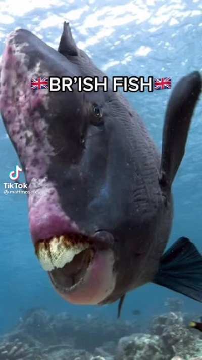 BRI&rsquo;ISH FISH MATE