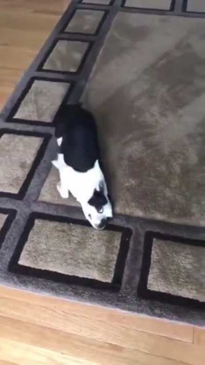 The cutest vacuum