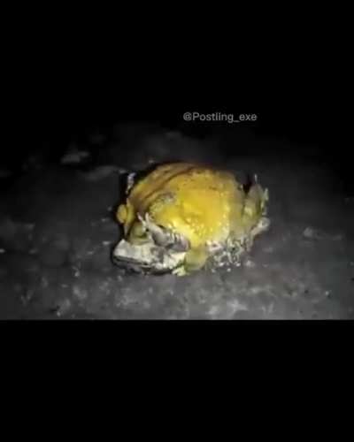 Top 5 Ranas