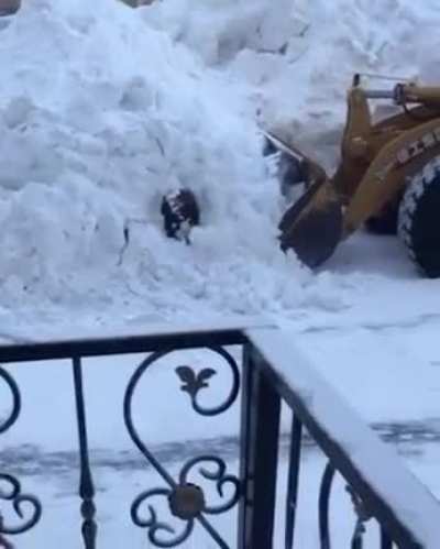 Подснежники