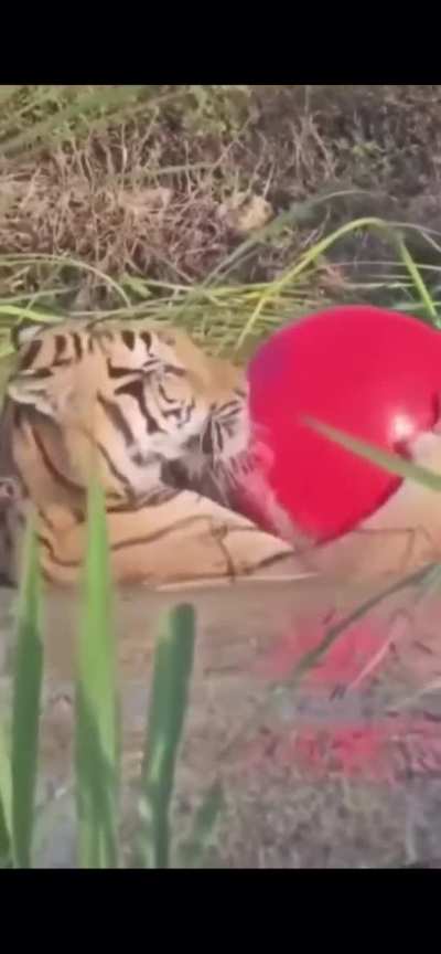 His ass LOVES this red ball
