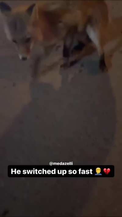 Instigating animal fights is wild