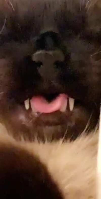 Just vibing with my cat while he&rsquo;s sleep talking