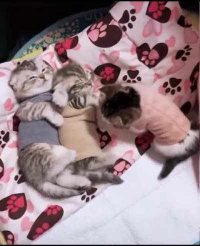 A trio of cats