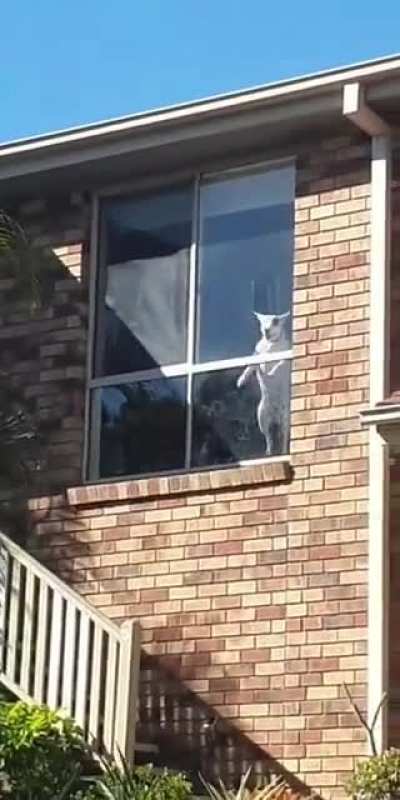 The neighbours dog doesn&rsquo;t bark...she uh...does this.
