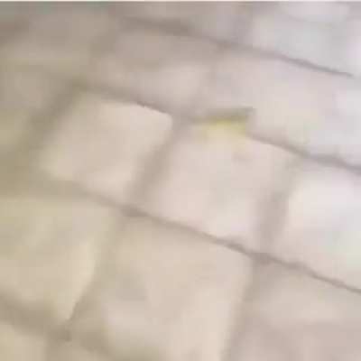 Ops