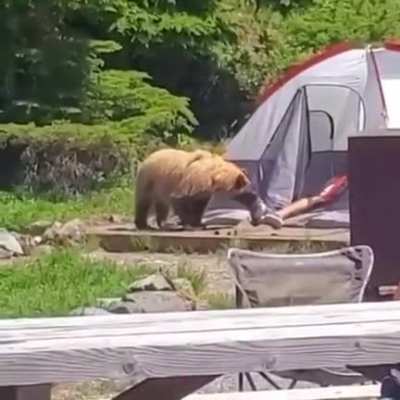 Bear scares man, man scares bear